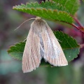 Common wainscot (Mythimna pallens) Kenneth Noble